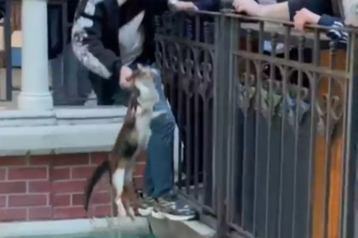 Gaziosmanpaşa'da süs havuzunda mahsur kalan kedi kurtarıldı