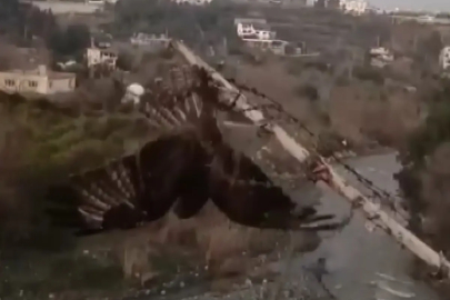 Tellere takılan şahin kurtarıldı