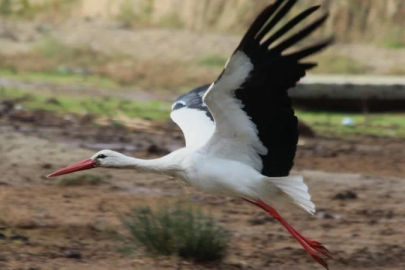 Aydın'da yılın ilk leyleğini gören kişiye bir çuval un hediye edildi