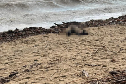 Balıkesir'de sahile kadın cesedi vurdu!