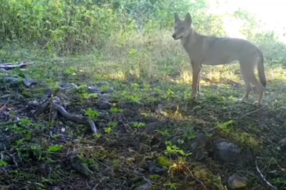 Bursa'da bozkurt görüldü!