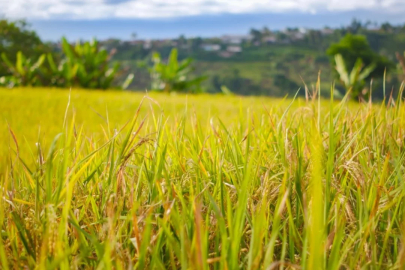 Bursa'nın tarımsal üretimine can suyu! Yağışlar üreticinin yüzünü güldürdü