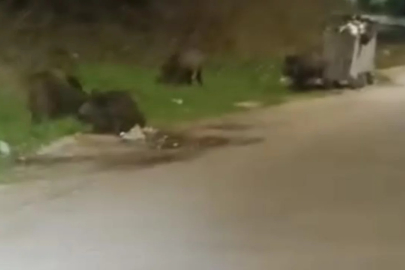 Bursa Nilüfer'de aç kalan domuzlar şehre indi