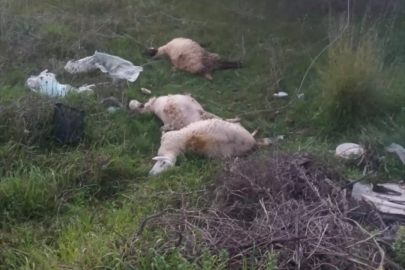 Manavgat'ta kopan elektrik tellerindeki akıma kapılan 3 kuzu telef oldu