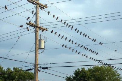 Polonya'nın Krakow kentinde güvercinlere "doğum kontrolü" uygulanacak