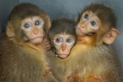 Bursa'da yasa dışı barındırılan maymunlara el konuldu!