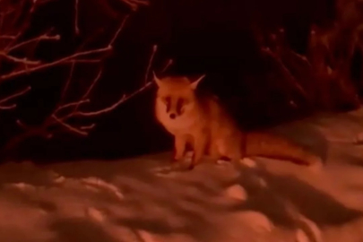 Uludağ yolunda tilkiyle burun buruna geldiler