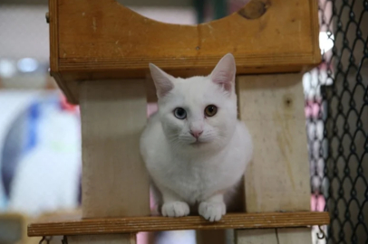 Evcil kedilerdeki kanser araştırması insan tedavisine ışık tutabilir