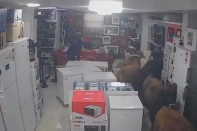 Sahibinden kaçan 9 inek beyaz eşya dükkanına daldı! O anlar kamerada...