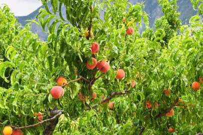 Bursa'da tarım alarmı! Şehrin tescilli ürünü tehlikede mi?