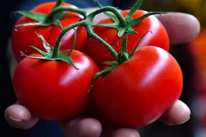 Bir ilçemizin domatesi dünyanın en iyileri arasına girdi