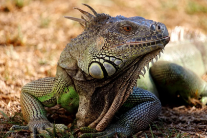 Nevşehir'de iguana besleyen kişiye 15 bin lira ceza