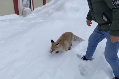 Bingöl'de aç kalan kızıl tilki şehir merkezine indi