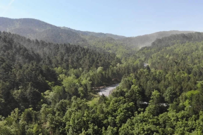 Bursa'da kritik orman kararı: Sınırlar değişti!