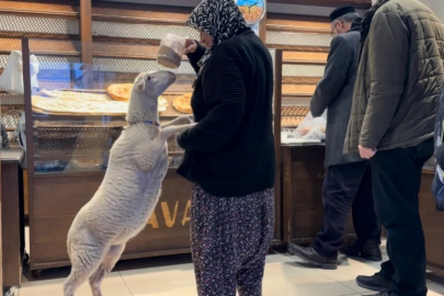 Bursa'daki 'ana kuzusu' pide sırasına giriyor