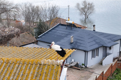 Dünyanın Takip Ettiği Dostluk; Yaren Leylek Bu Yıl Da Geldi