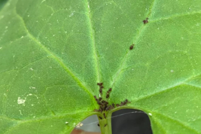 Kaz Dağları'nda yeni bir böcek türü keşfedildi