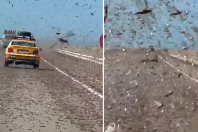Kıyamet alameti gibi! Dev çekirge sürüsü otoyolu istila etti
