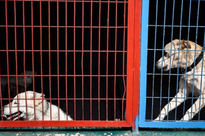 'Köpek ölümü' iddiaları gündem olmuştu: Valilikten açıklama