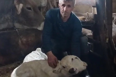 Görünce hayrete düştüler; 2 başı, 2 kulağı, 4 gözü var