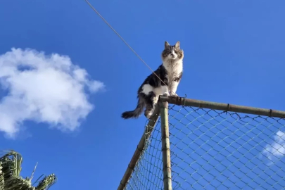Tel çitte mahsur kalan kediyi belediye ekibi kurtardı