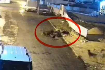 Teravih dönüşü yaşlı kadına başıboş köpek saldırısı! Canını zor kurtardı...
