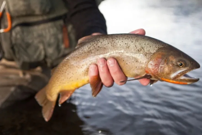 Bursa’da doğal alabalık av yasağı sona erdi!