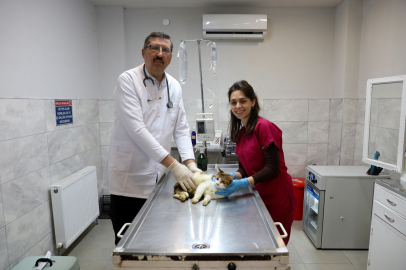 Yaralı kediye Büyükşehir şefkati