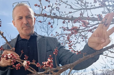 Malatya'da kayısı ağaçları şaşırttı! Muhtar Altınok: Anlam veremedim