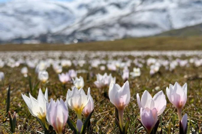 Muş Ovası, baharın müjdecisi çiğdemlerle süslendi
