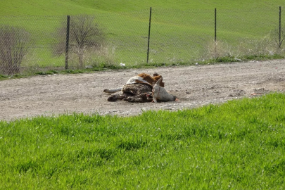 Barajın içine hayvan leşi attılar!