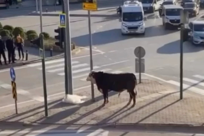 Bursa'da firari boğa ortalığı birbirine kattı! O anlar kamerada...