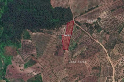 Bursa'da gizemli kazı! Zeytinlikte define aranacak...