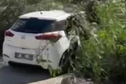 Şiddetli rüzgar ağaçları devirdi