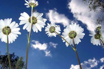 Baharın müjdesi yolculuğunu tamamladı! Son cemre toprağa düştü