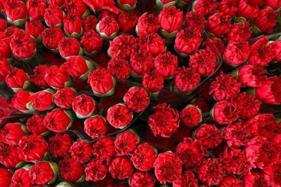 Bursa'da çiçekçilerde Kadınlar Günü mesaisi! Fiyatlar ikiye katlandı...