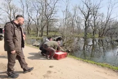 Bursa'da yaralı tilki ve 10 ördek doğaya bırakıldı