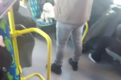 Metrobüste köpek koltukta oturdu, sosyal medyada tartışma başladı