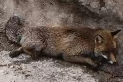 Uludağ'da tilkiye çarpıp kaçtı!