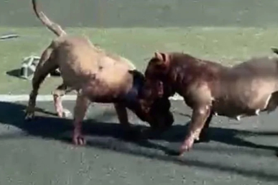 İstanbul'da ağızlıksız pitbullar sahada birbirine girdi