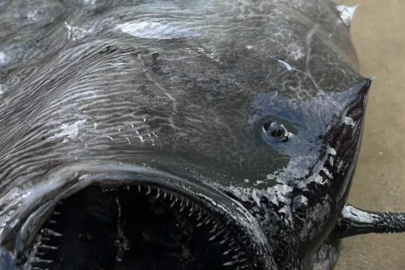 Onu gören 'kıyamet habercisi' dedi!