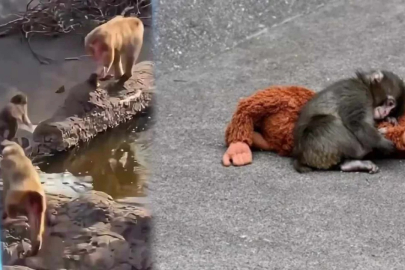 Punch maymun yine zorbalığa maruz kaldı: Dövüp dövüp gölete attılar