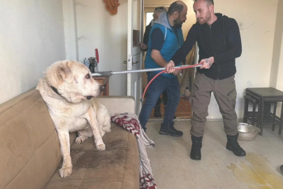 Sınır dışı edilen Rus kadının evinde 4 gündür aç olan 12 hayvan kurtarıldı