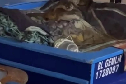Bursa'da aç kaldılar! Tekneye sığındılar