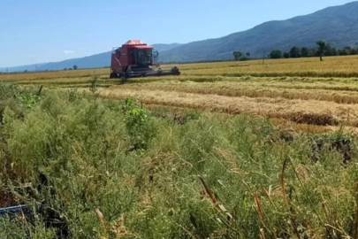 İznik Gölü'nde kuraklık alarmı! Çeltik ekimi yasaklandı