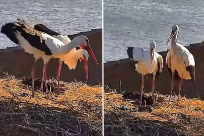 Yaren leyleğin eşi Nazlı da yuvasına döndü