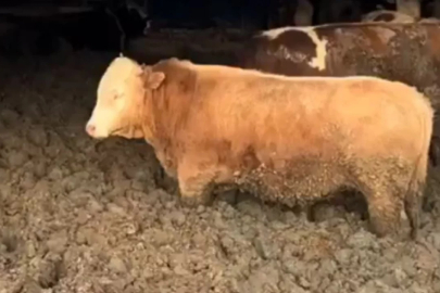 3 kuruş için hayvanlara bunu yaptılar! Bakanlık affetmedi