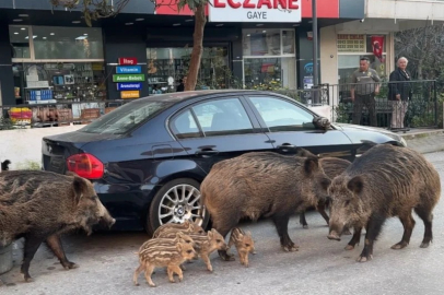 İzmir'de domuzlar sokaklarda yiyecek aradı