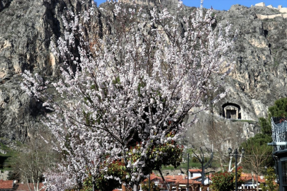 Amasya'da çiçek açan ağaçlar görsel şölen oluşturdu