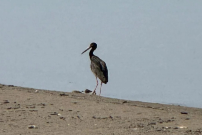 Türkiye'de nadir görülen kara leylek Bursa'da görüntülendi!